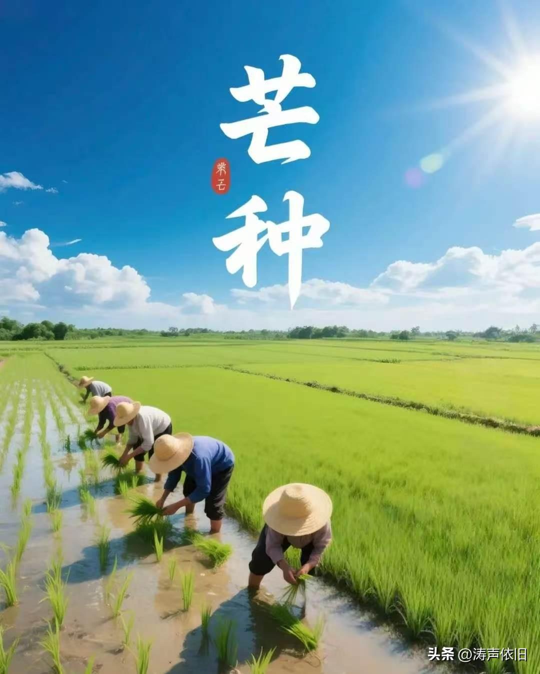 《采桑子·芒种》
 
薰风漫卷平川麦，
遍地金黄。
布谷催忙。
才敛新禾又插秧。