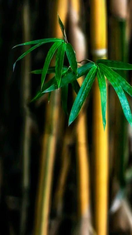 竹的节 🎋
暴风雨后，橡树被连根拔起，而竹子只是弯下腰，待风停后又恢复挺立。它