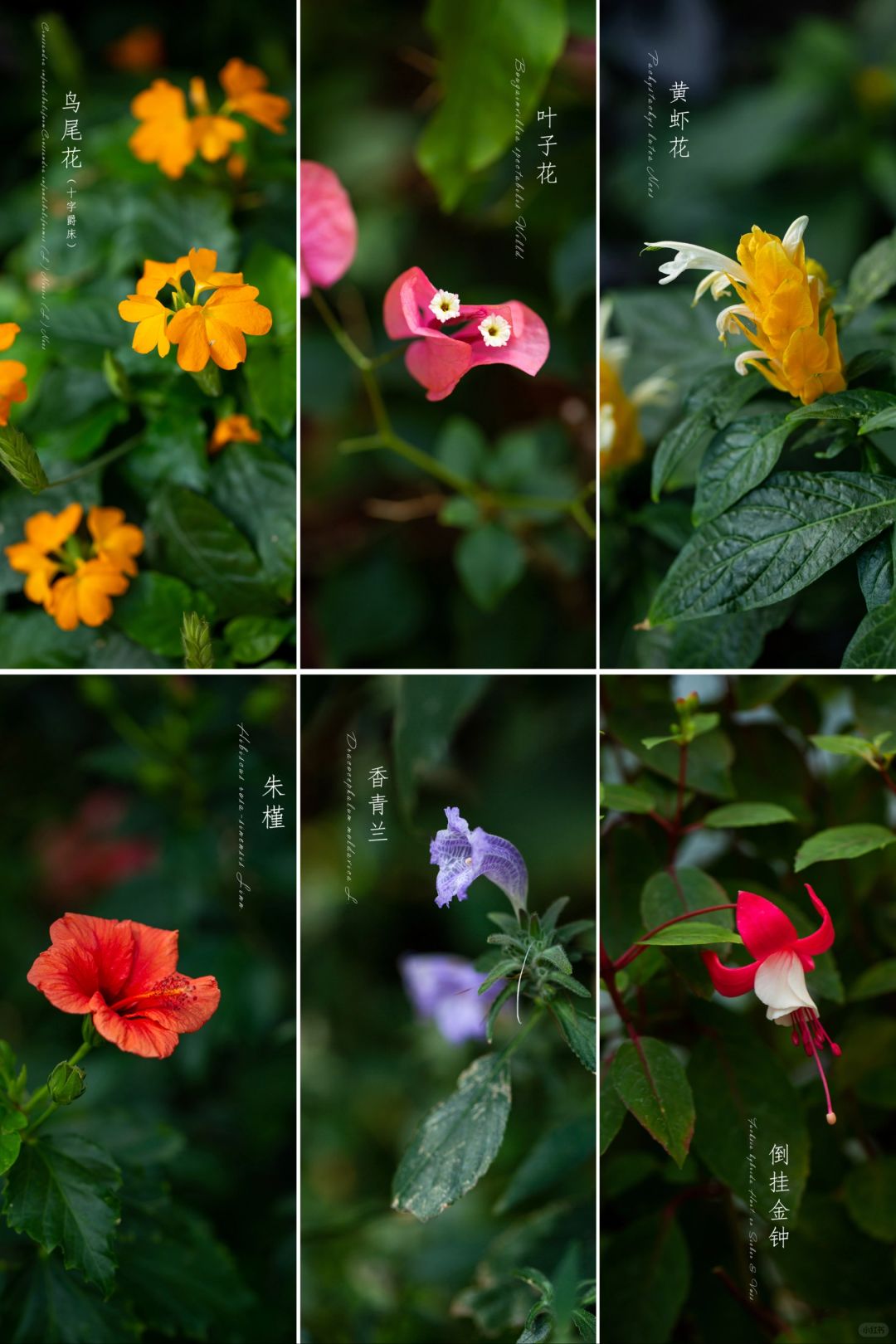 盛开🏵️🌺🌷|植物摄影美学图鉴