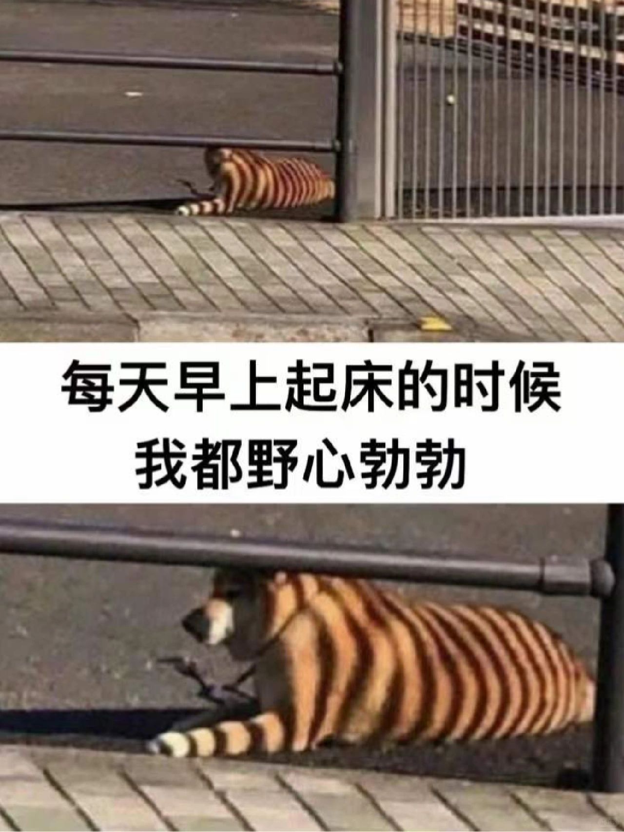 今天一定会好好学习！