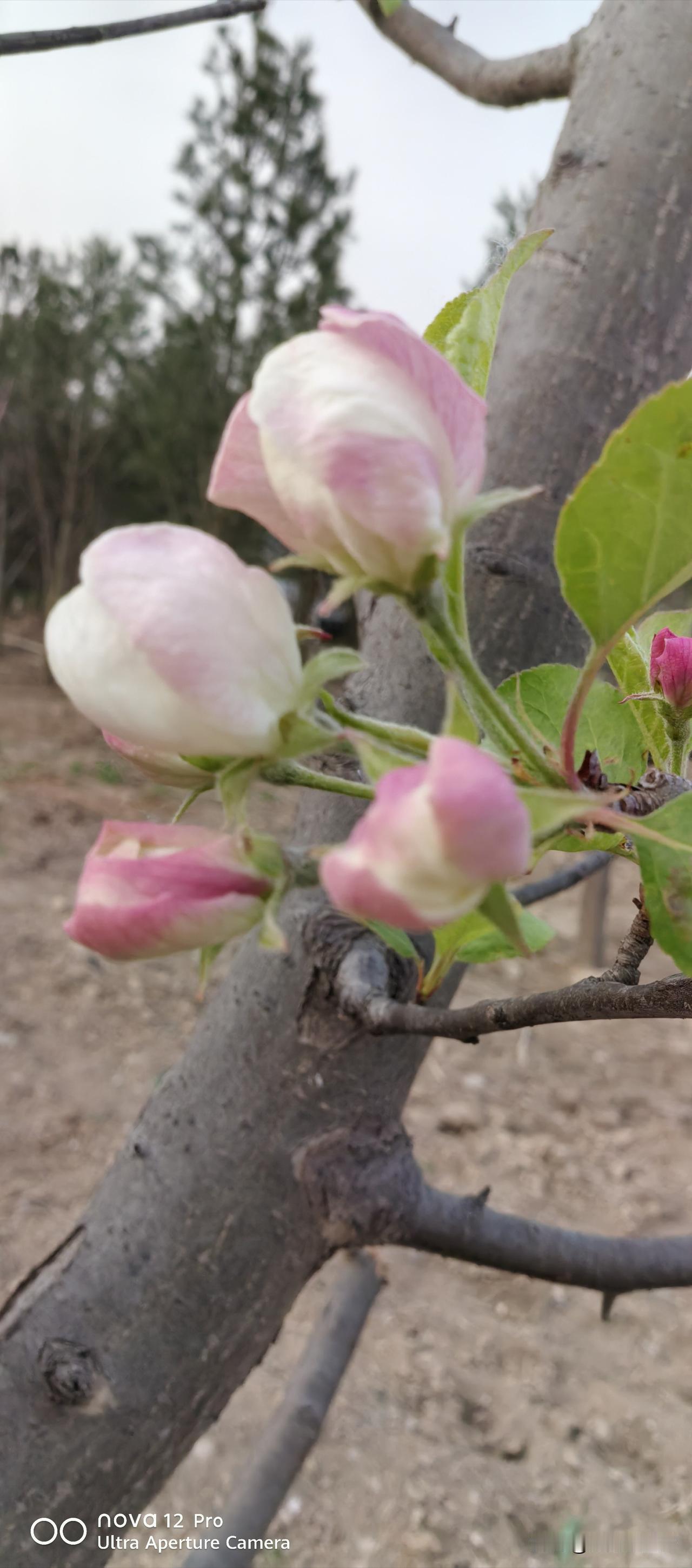 春日生活打卡季