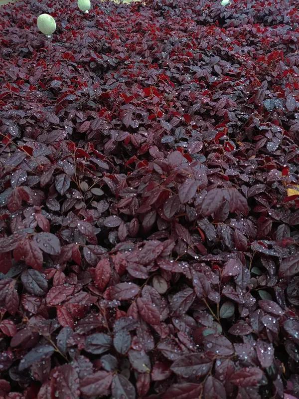 秋天的树叶就是大自然最妙的画作。就像9月26日秋分刚过，小区绿化带里的红继木树叶