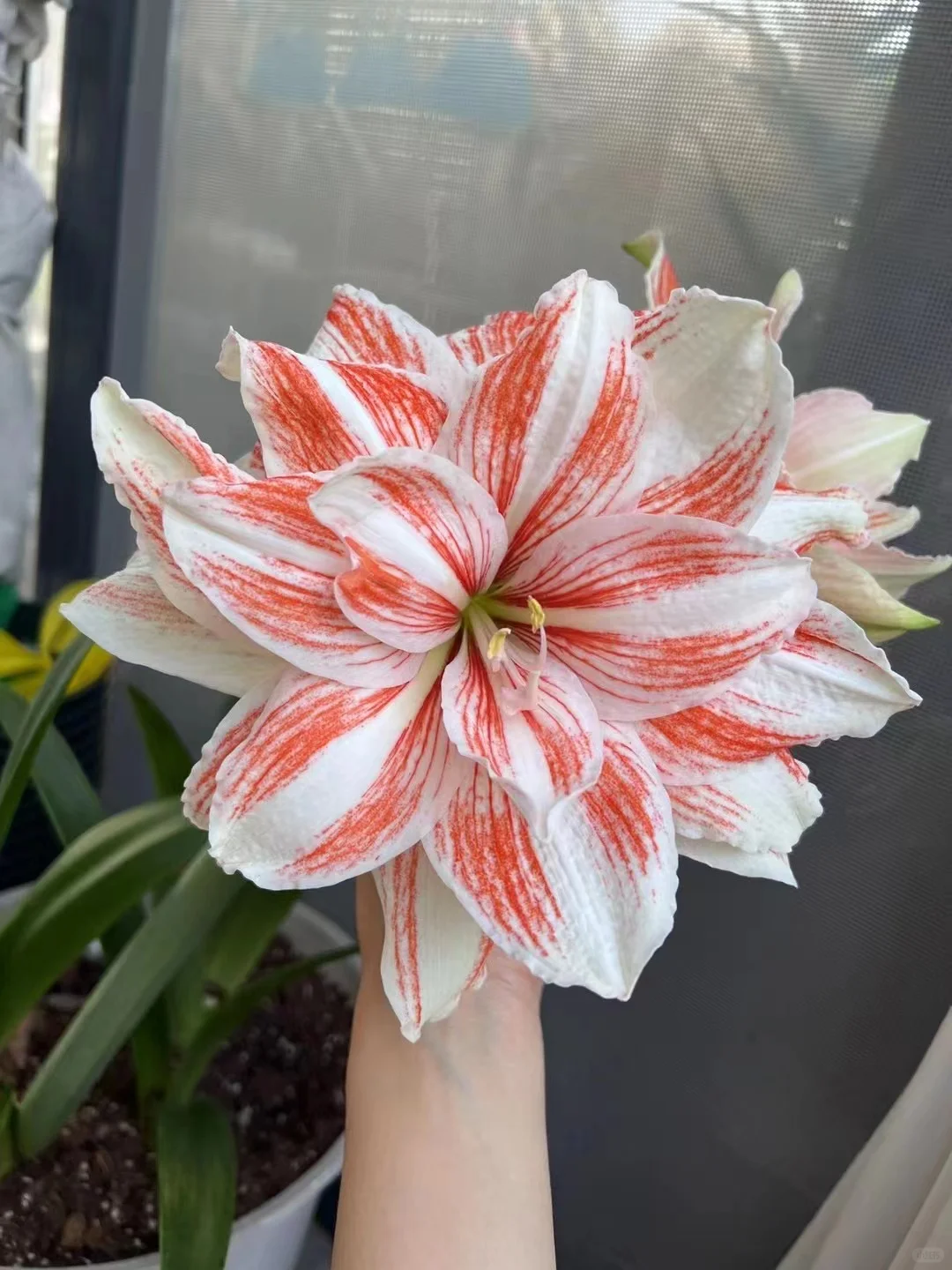 19.9的舞后开花球 贵不贵？