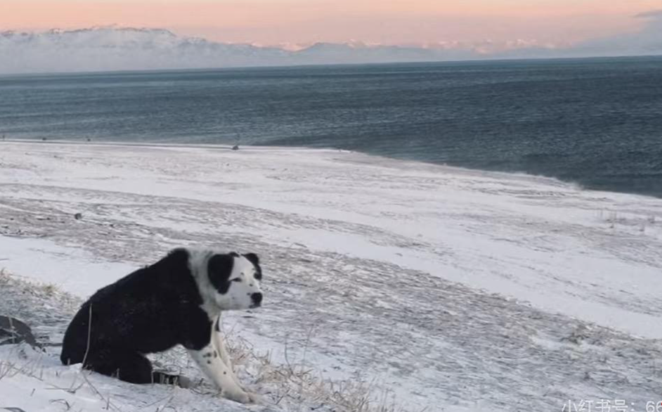 一游客称在赛里木湖景区游玩被狗咬伤 景区回应:已联系保险理赔并排查隐患