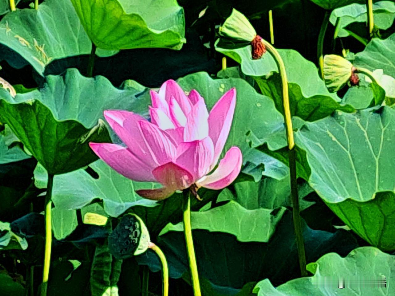 荷花池中粉艳开，清香满溢入诗来。