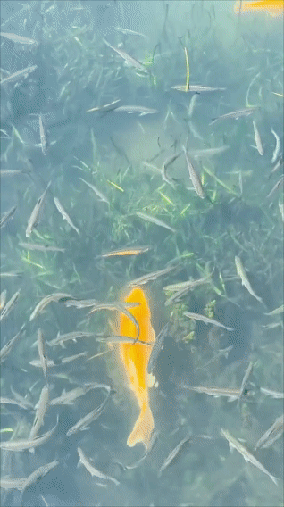 转赞发光锦鲤，好消息正在向你靠近 ​​​