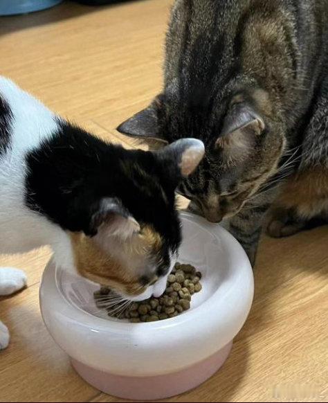 8款热销猫粮5款检出真菌毒素8款猫粮检测，一半多有真菌毒素，蛋白还能“缩水”。选