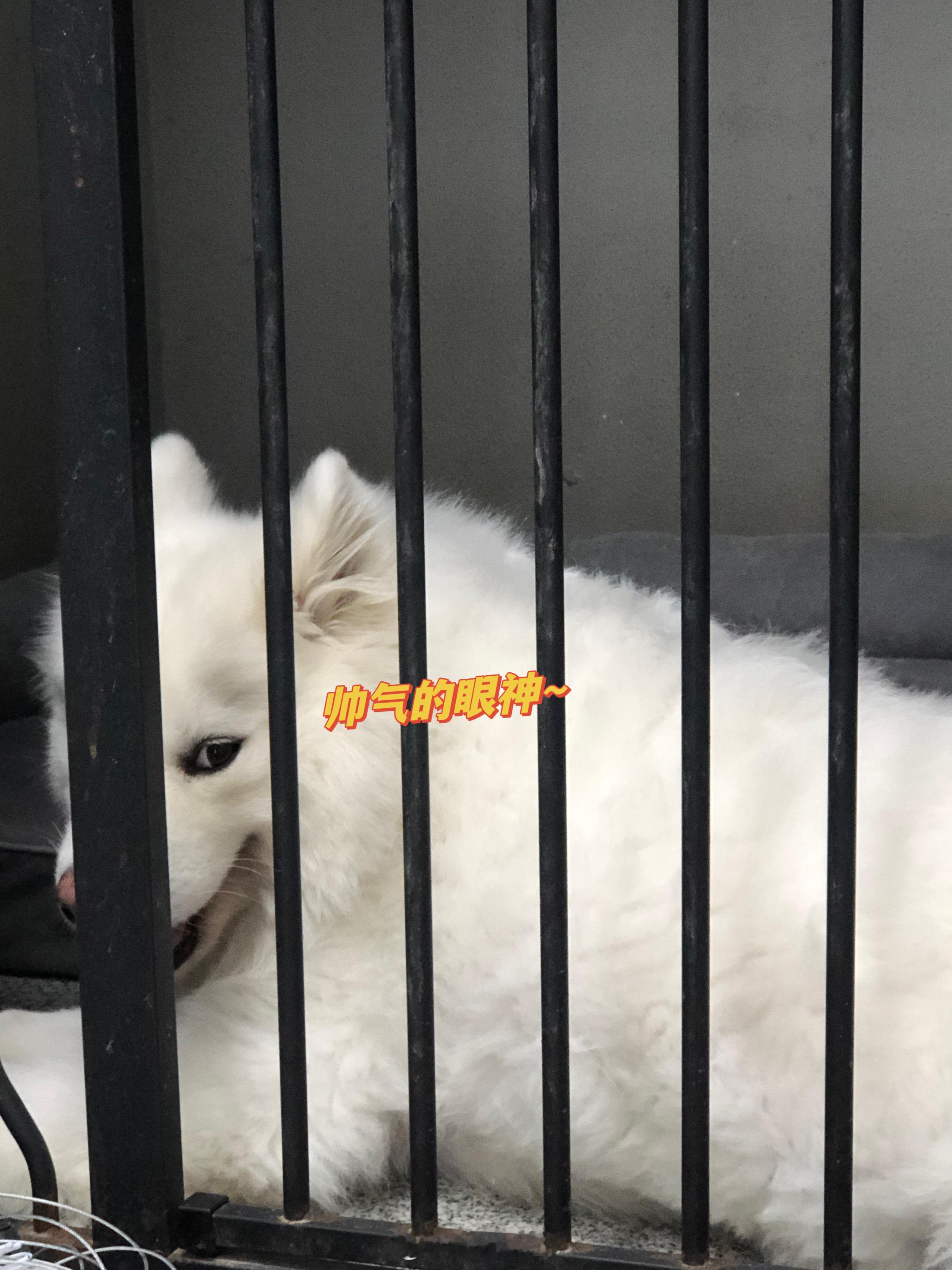 听说有人想看二爆了[doge]新鲜帅照奉上hh快看看它吃月半了没！！ ​​​