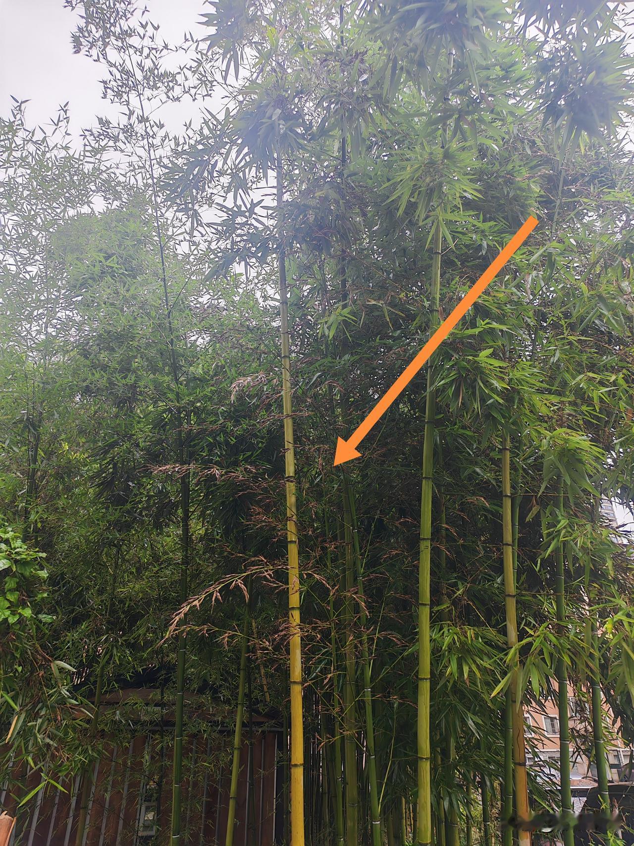 小区竹林的一些竹子开花了，然后就枯死了。科学的解释是竹子开花，意味着生物钟成熟，