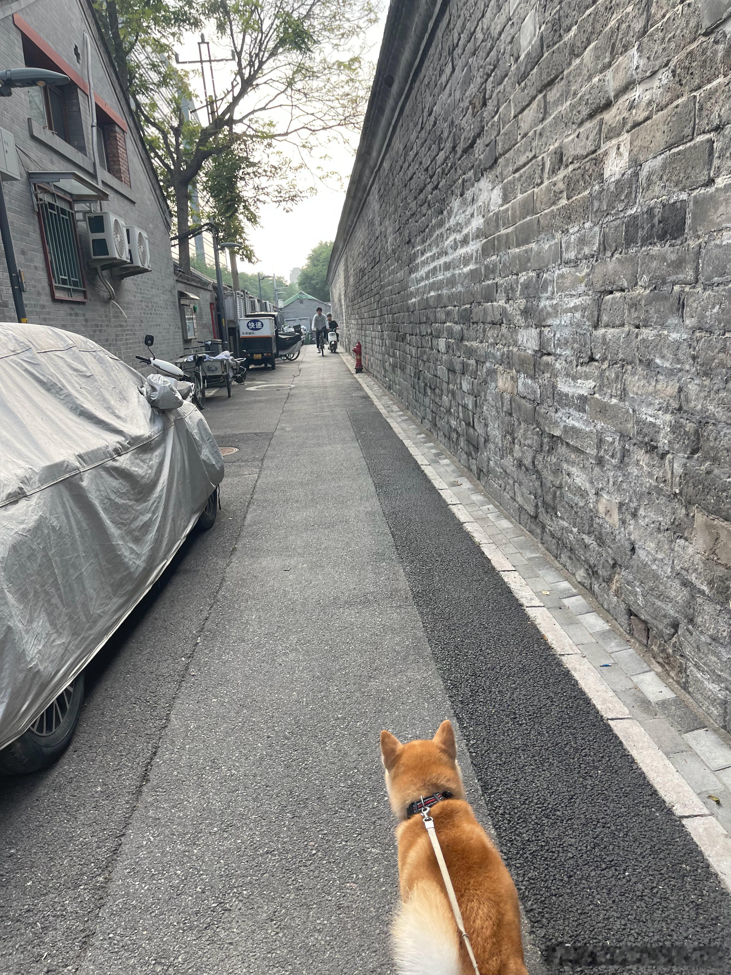 快步走遛狗，每天12000步