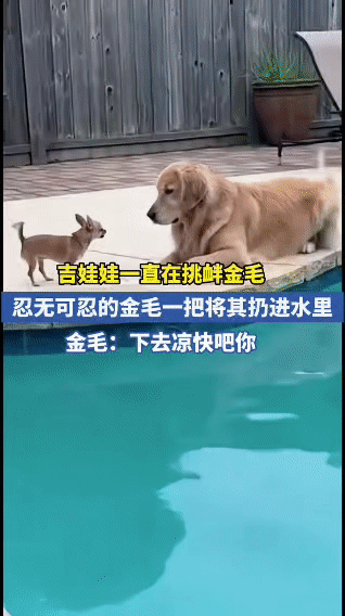 全网最嚣张的吉娃娃，挑战金毛的底线，结局万万没想到！

你敢信吗？一只巴掌大的吉