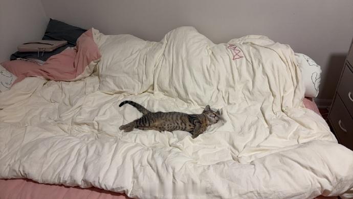 咪会找到床的最中间睡觉 