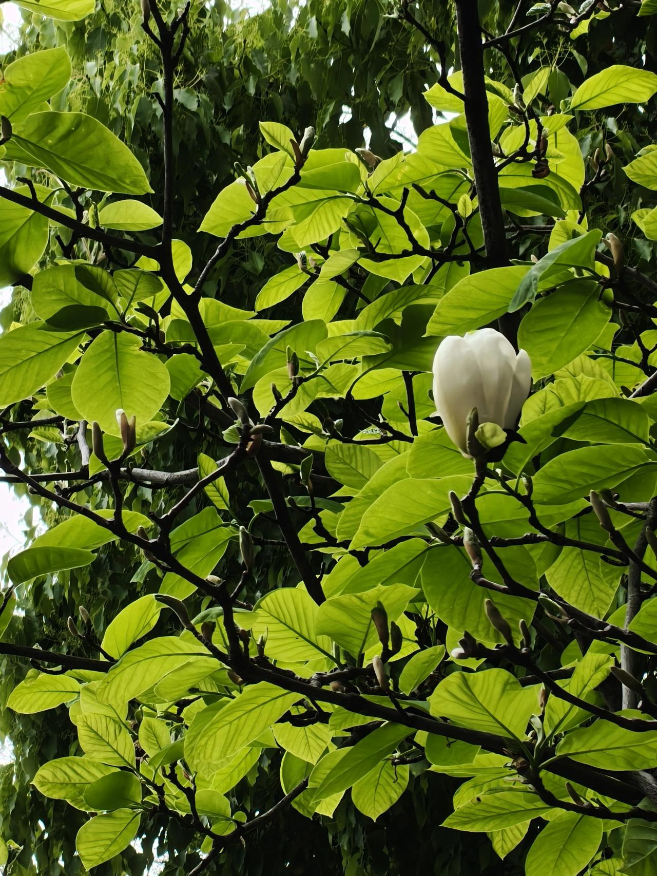 生活是一场又一场美好事物的追逐，加油，新一天！