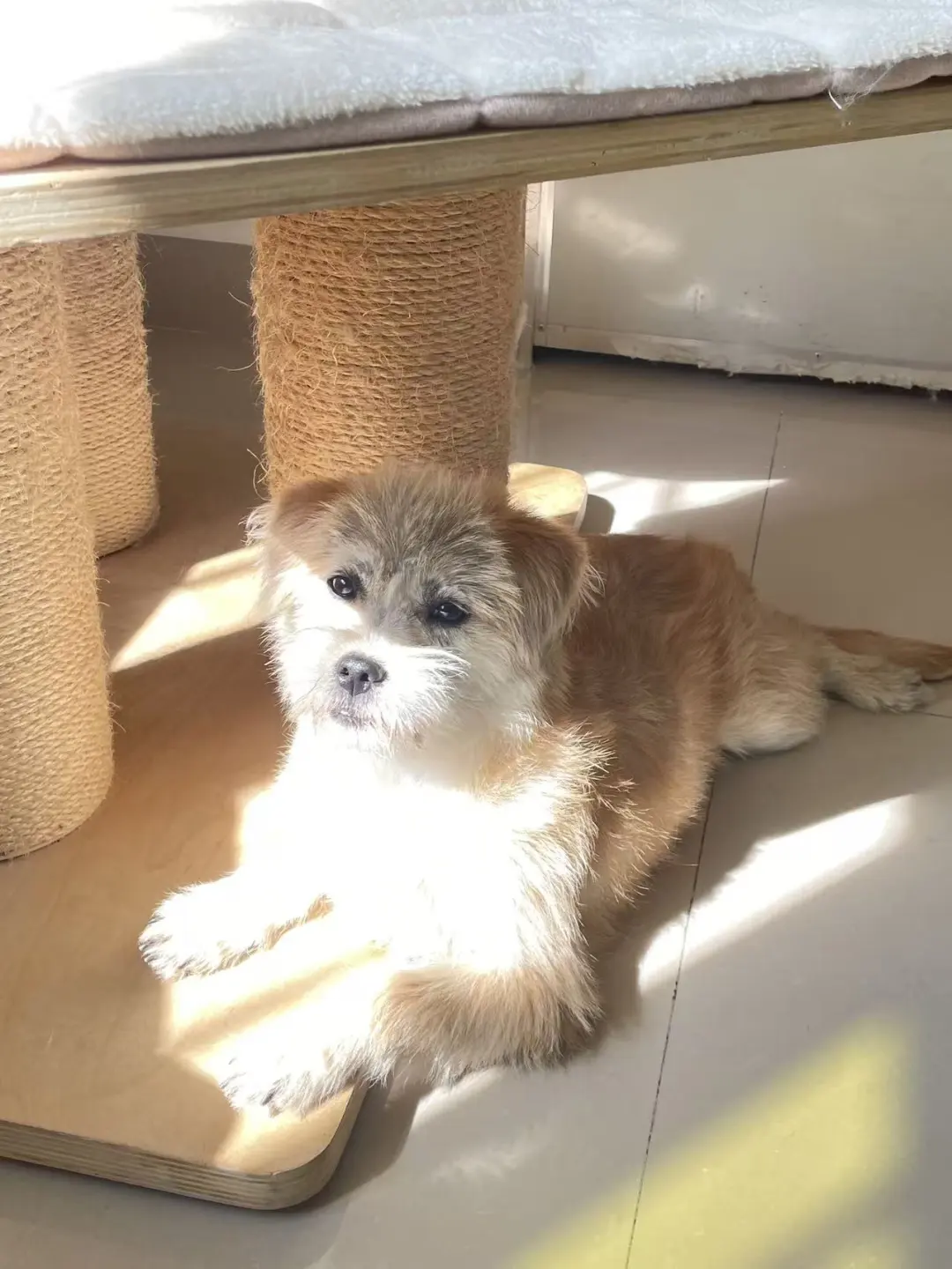 待领养:🇩🇪🇨🇦🇫🇷梗犬妹妹