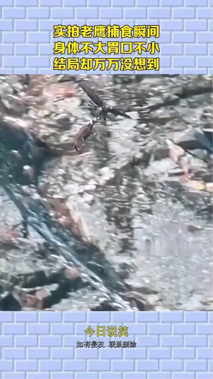 实拍老鹰捕食瞬间，身体不大胃口不小，结局却万万没想到。
今日说笑。
如有侵权联系