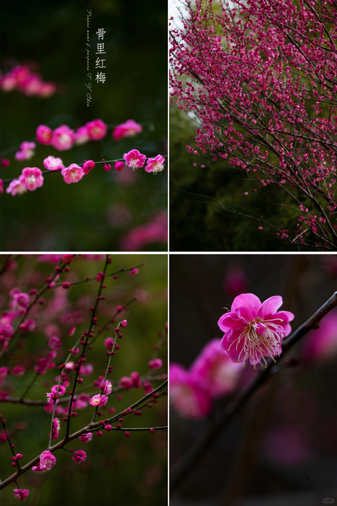 骨里红梅|江南梅花