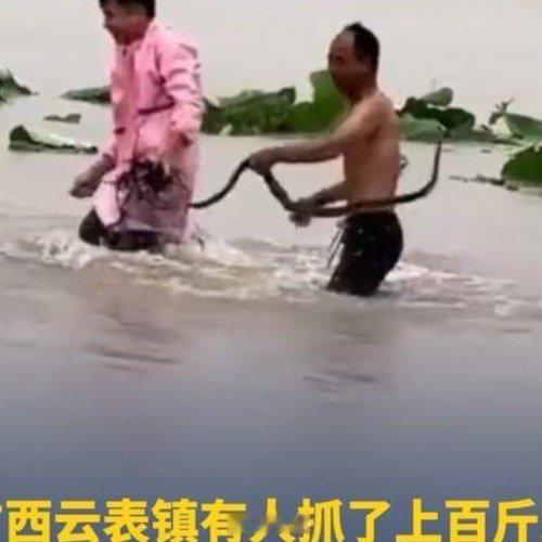 广西有村民抓了上百斤蛇辛苦了 西安·华严寺