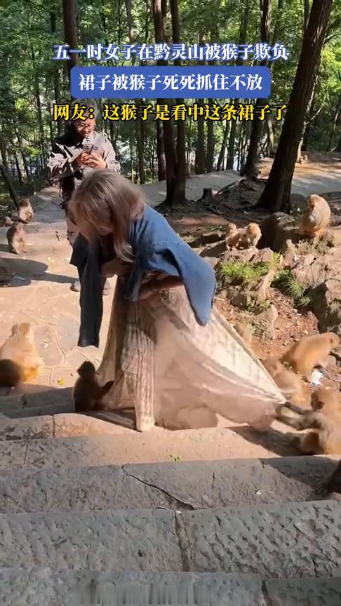 五一时女子在黔灵山被猴子欺负，裙子被猴子死死抓住不放。
网友：这猴子是看中这条裙