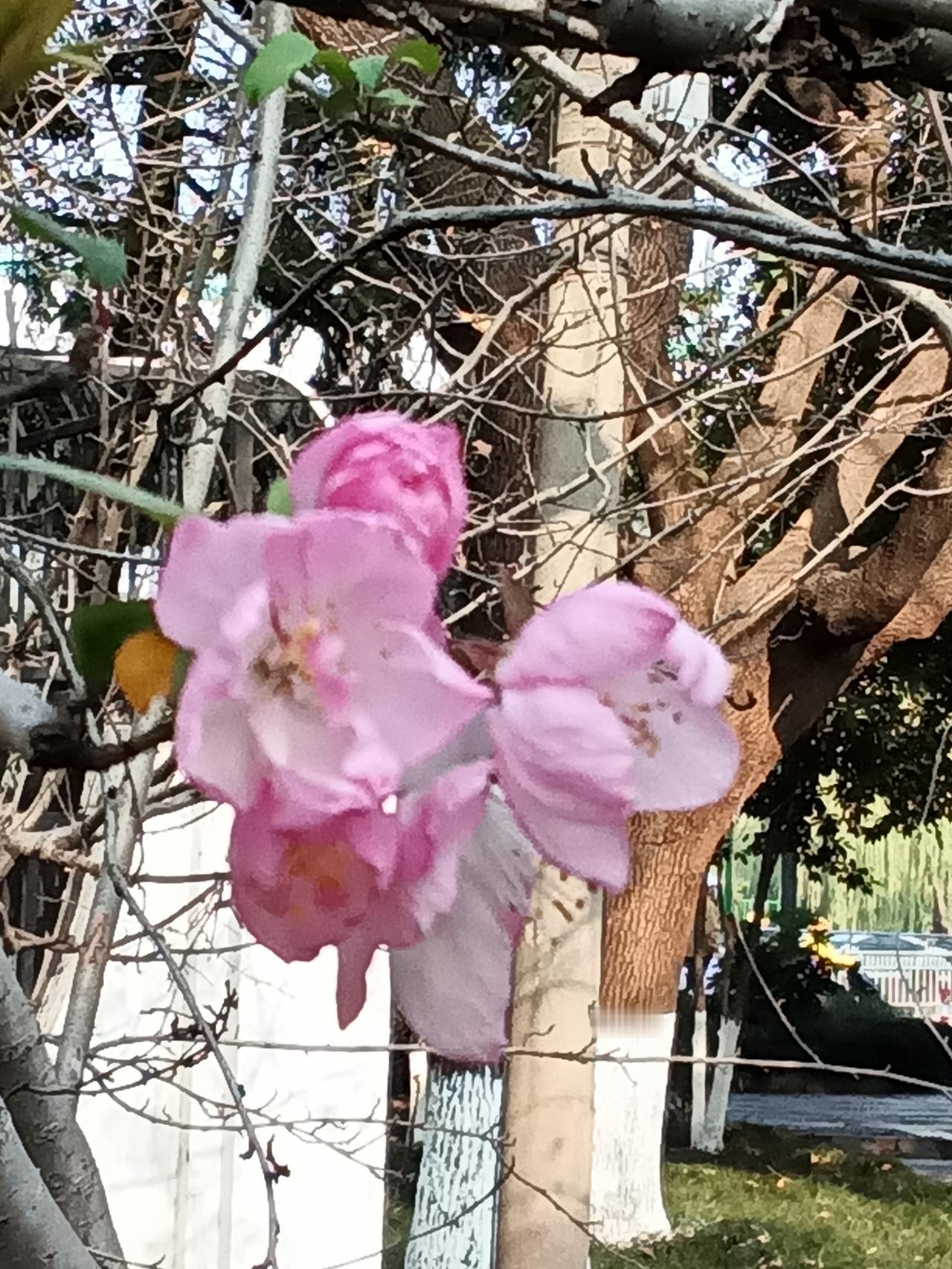分享一张最近随手拍的照片.12月的杭州，天气异常，连桂花，樱花都自由开放了。还有