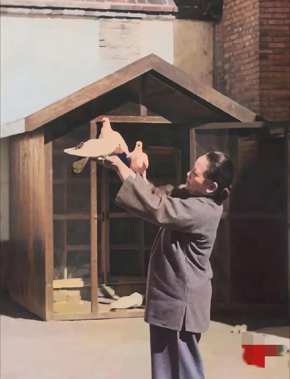 当年，宋庆龄在北京居所院中喂鸽子时的一幕，她非常喜欢养鸽子，专门建了一个鸽舍，最