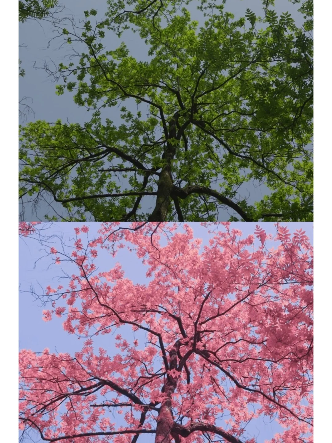 手机调色|这个滤镜太惊艳了