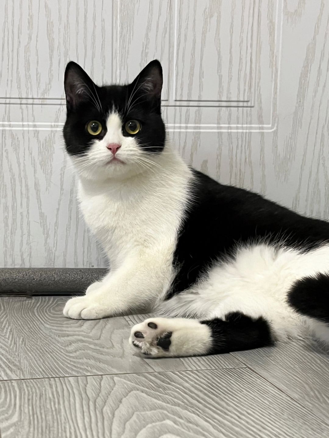 当我的猫看到我下班回家时：