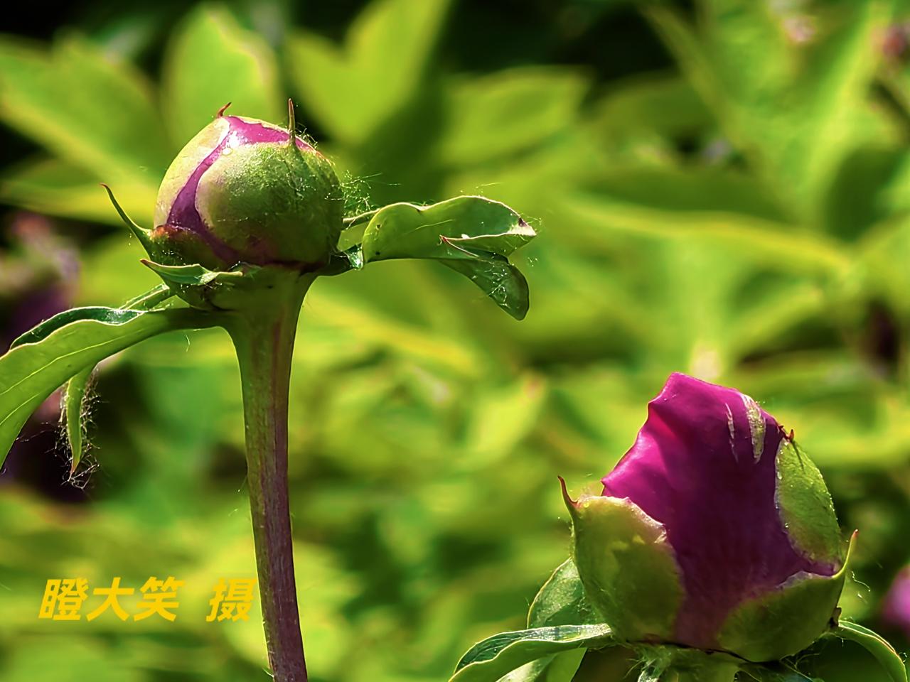 蓓蕾初放
万绿铺陈满目清新，娇嫩花蕊悄然初绽。不争喧嚣，自绽温柔，带着一抹亮红，