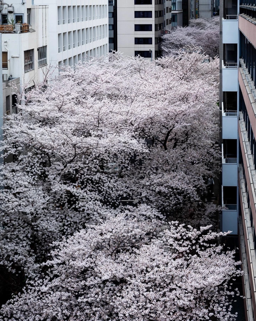 城市缝隙里的春日樱花