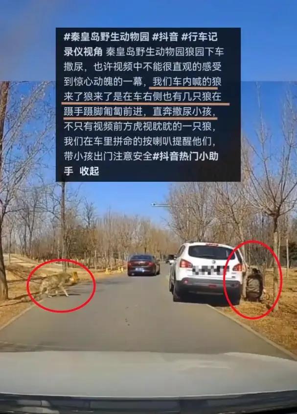 狼来了！

真是太大胆了！敢在动物园猛兽区下车真是心太大了！

近日，一女子在秦