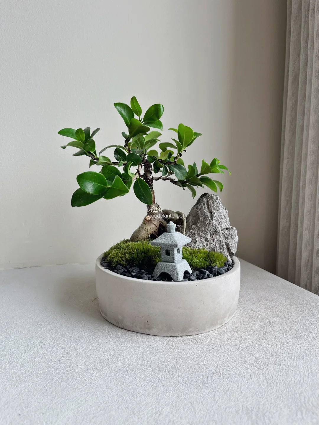 🇲🇾人参榕盆景｜🎁母亲节/父亲节礼物