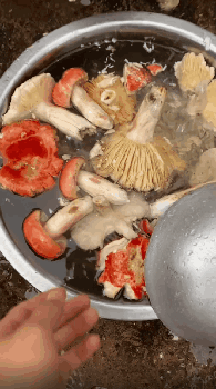 终于见到传说中的红伞伞白杆杆了