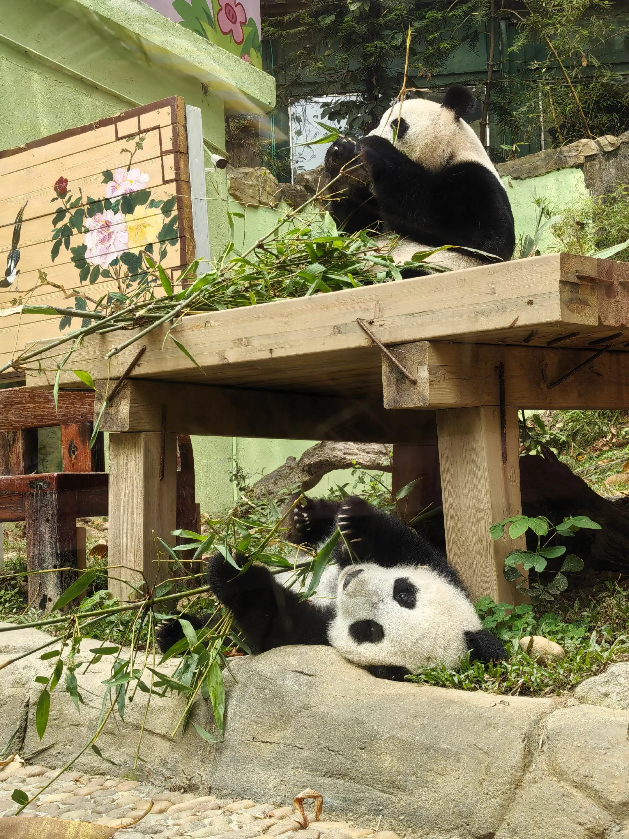 萌萌妹猪同框吃竹子太可爱了叭