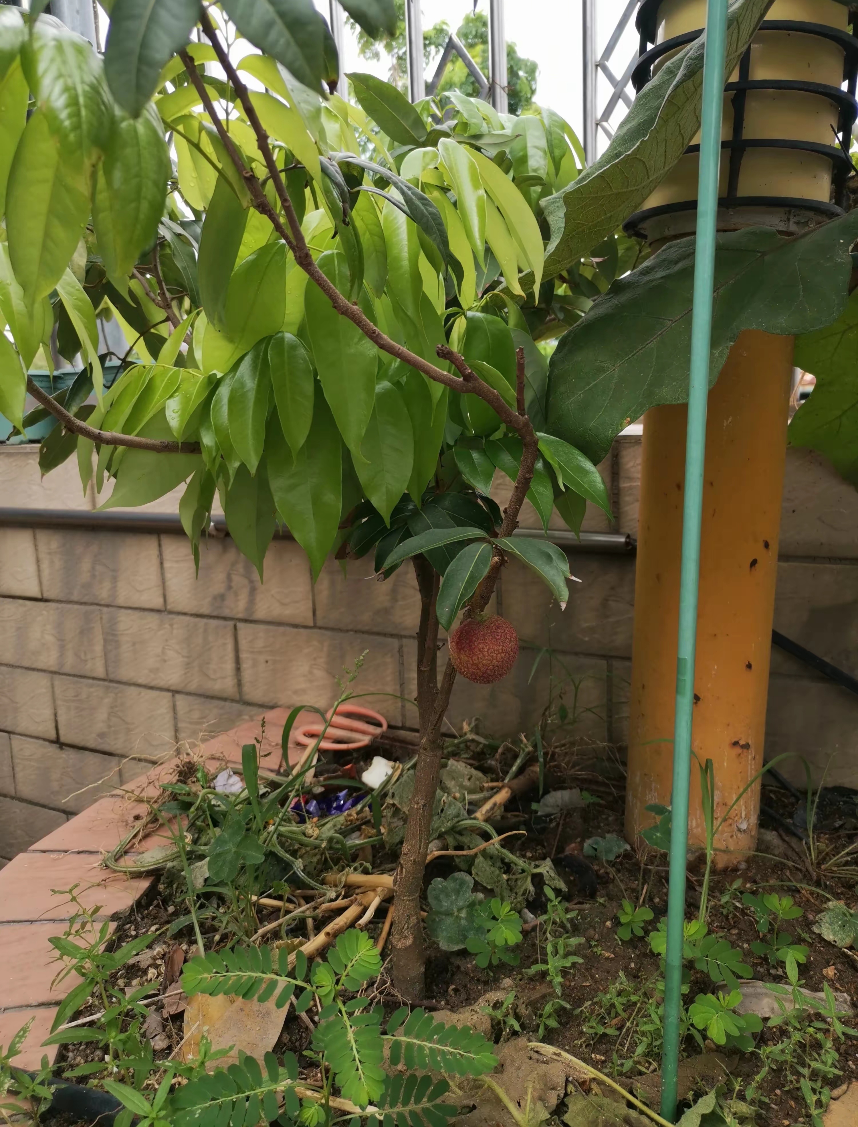 惠州网友：家里花坛种的一棵荔枝，连续三年都只结果一粒。问是不是该拔掉了？