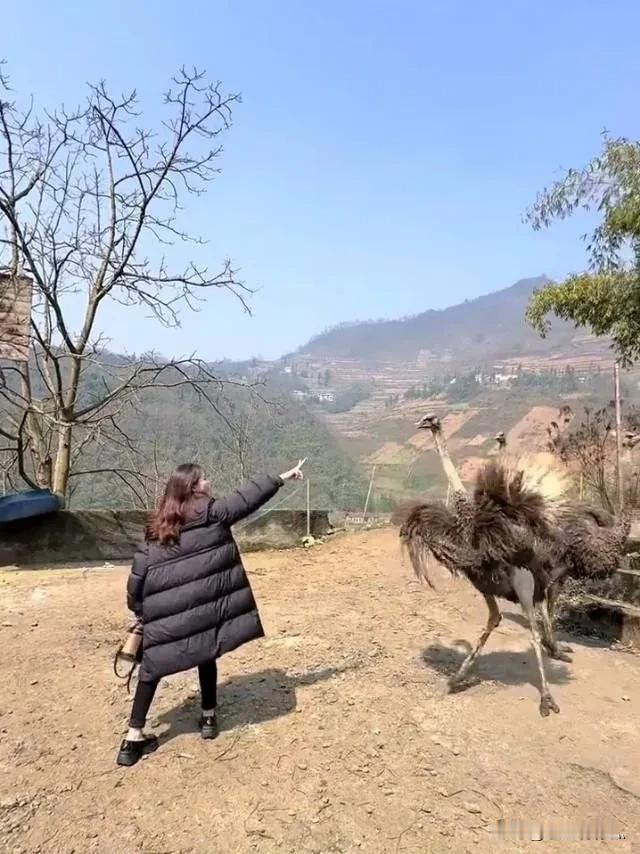 今日看到一则让人哭笑不得的新闻。一位女子在游玩时，看到鸵鸟心生喜爱，忍不住上前想