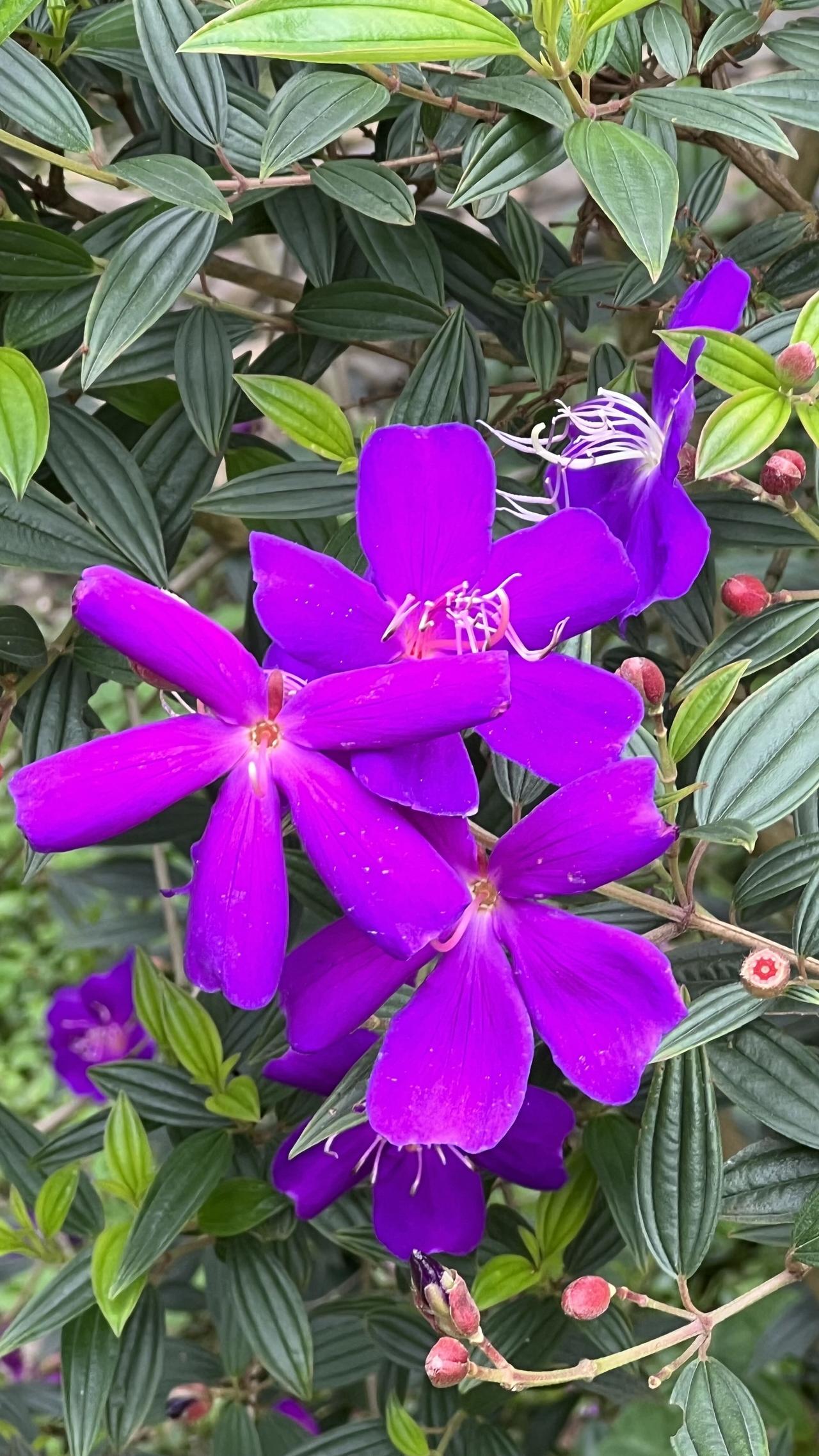 分享美丽绽放的花朵
