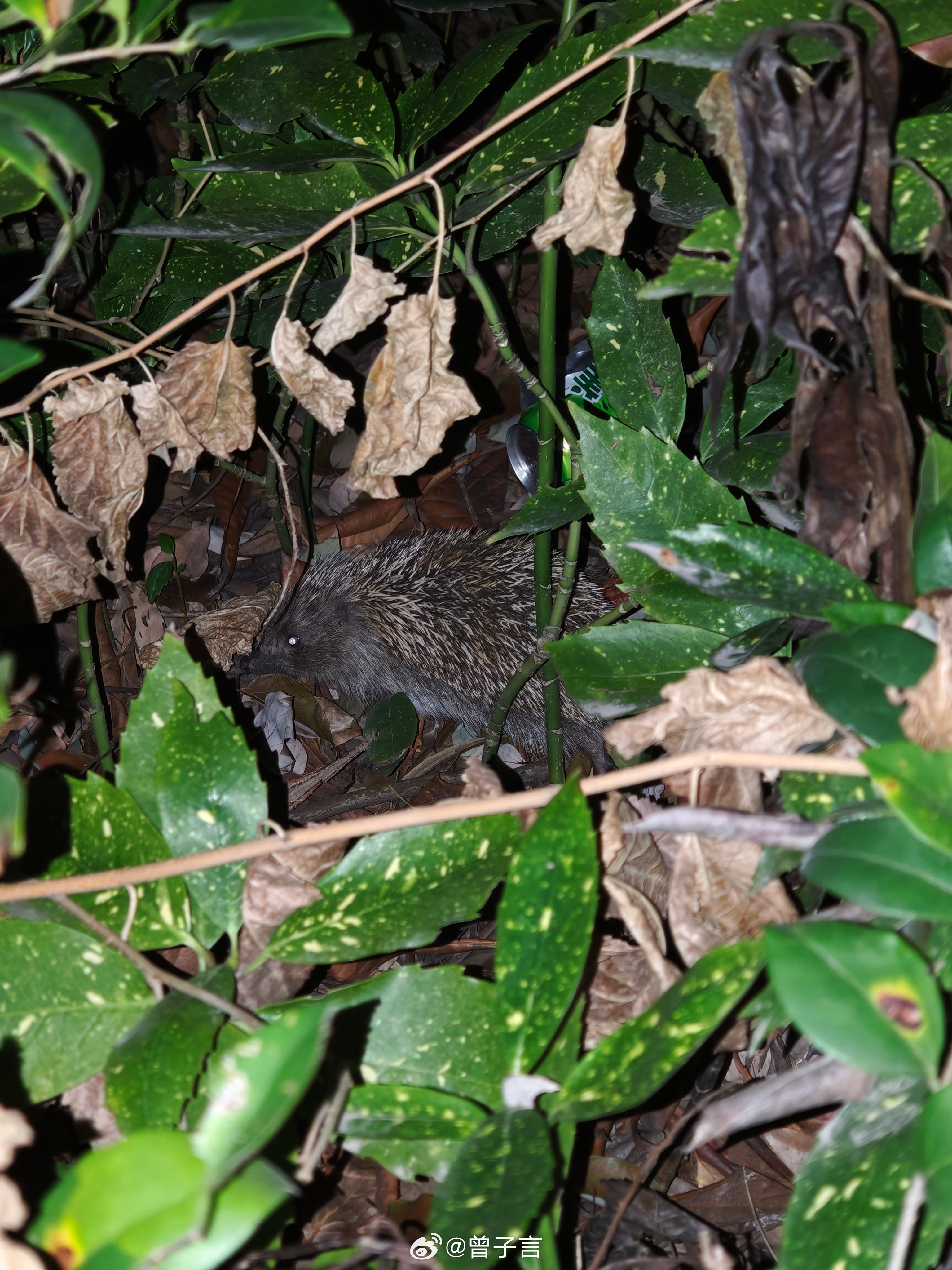 刚出去遛狗碰到小刺猬啦 🦔又到了春暖花开，万物复苏的季节。 