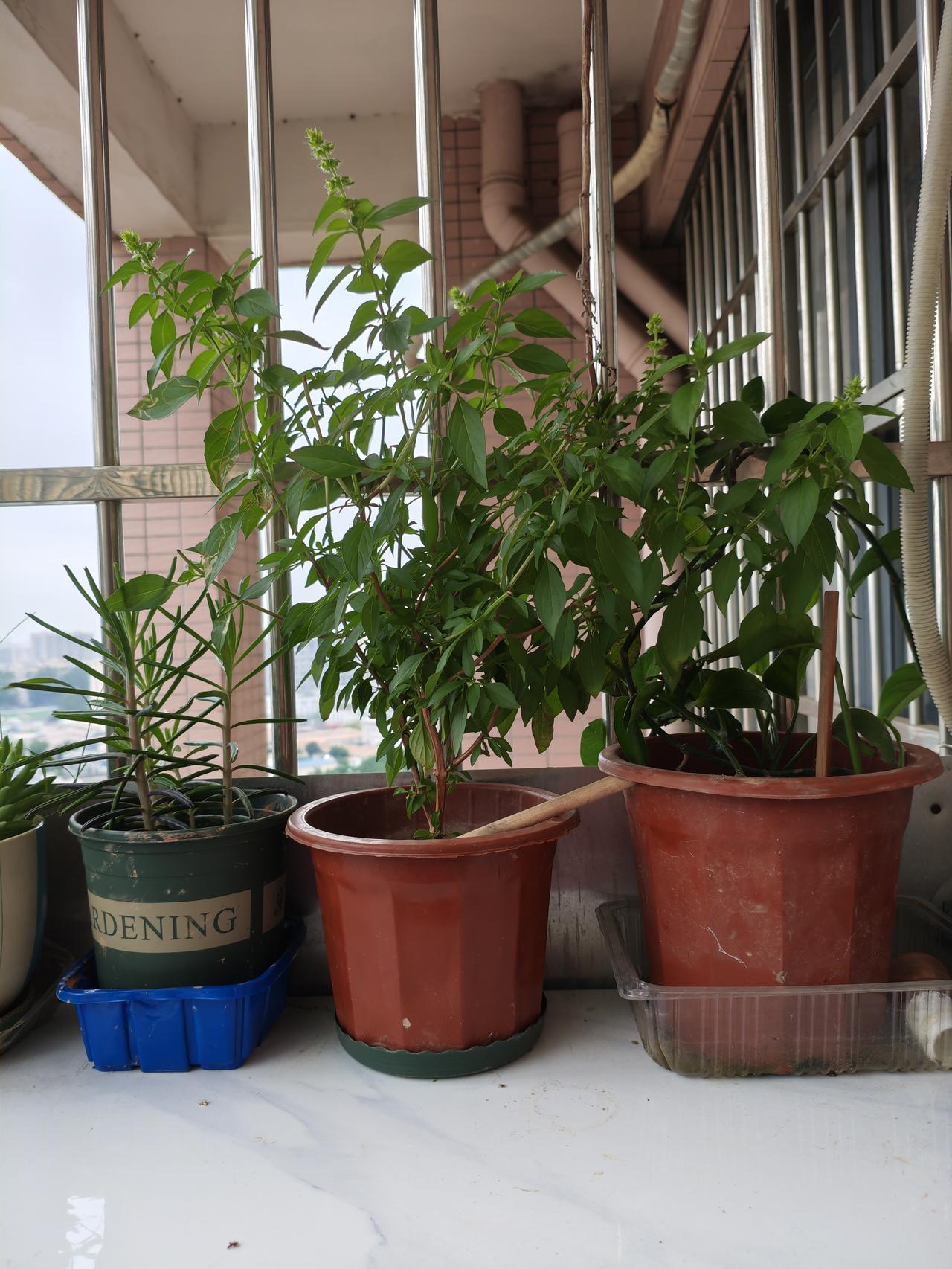 阳台花草近况：阳台上的长春花开了好几次花了，罗勒和薄荷也长得很好，春天时花草生长