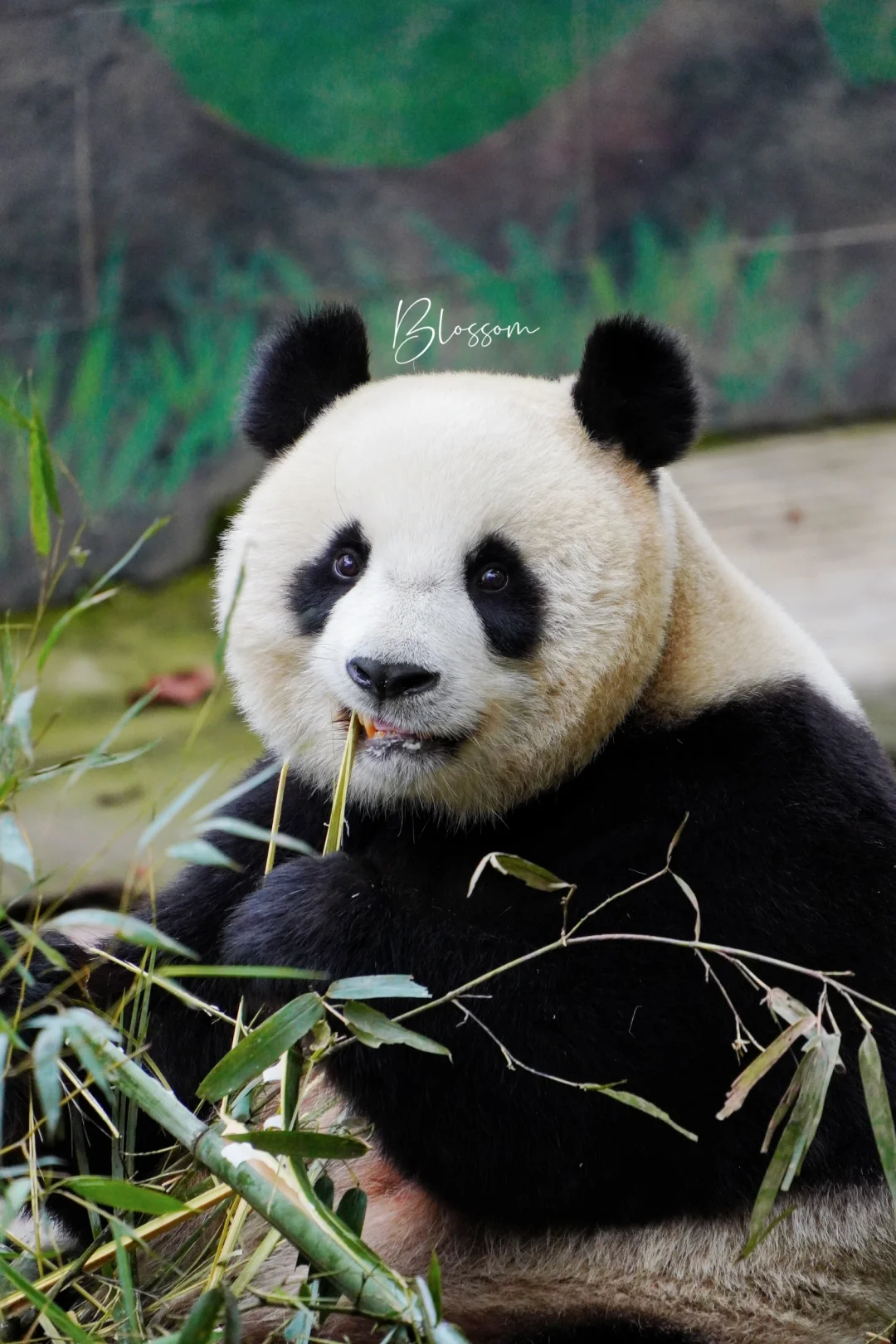 240609 冉冉大美熊，超漂亮🤤