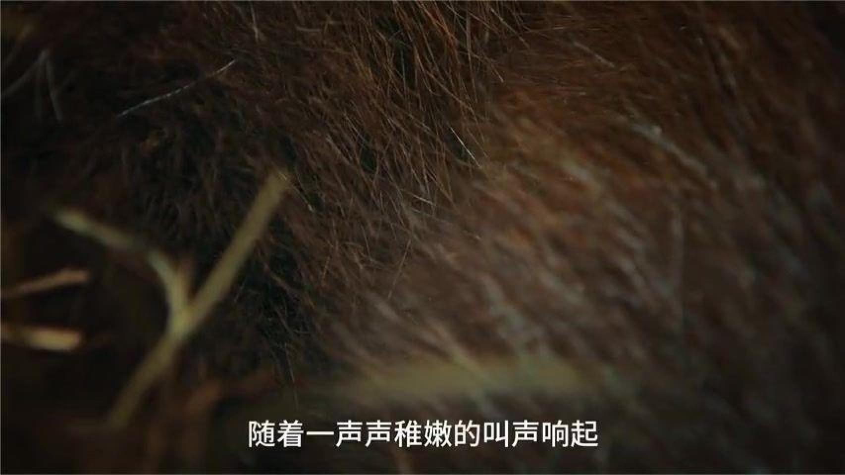 灰带娃记#动物世界#动物科普#动物纪录片#灰熊