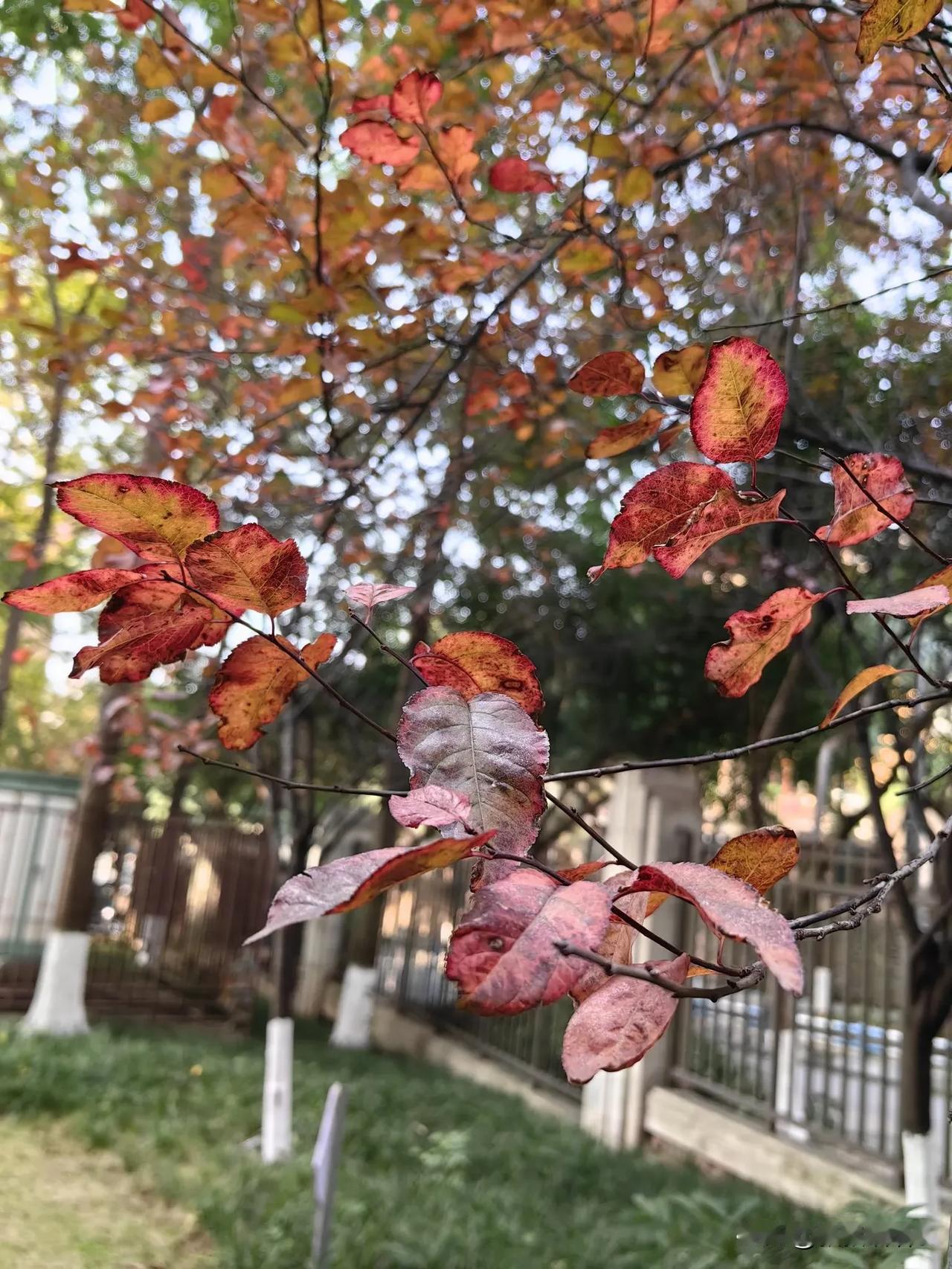 今天的天是蓝蓝的，虽然银杏、枫叶已然过季了，但红叶李、水杉、黄连木又粉墨登场了，