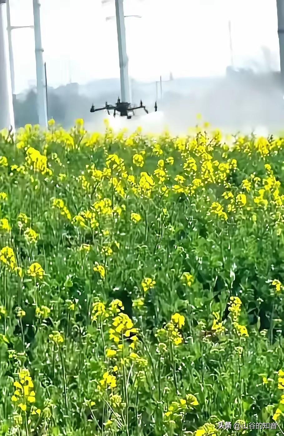 太痛心了！湖南油菜花撒药这事，
给全国乡村工作人员提了个醒，
农村工作不是想怎么