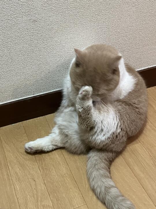 去代代木公园挖煤回来了