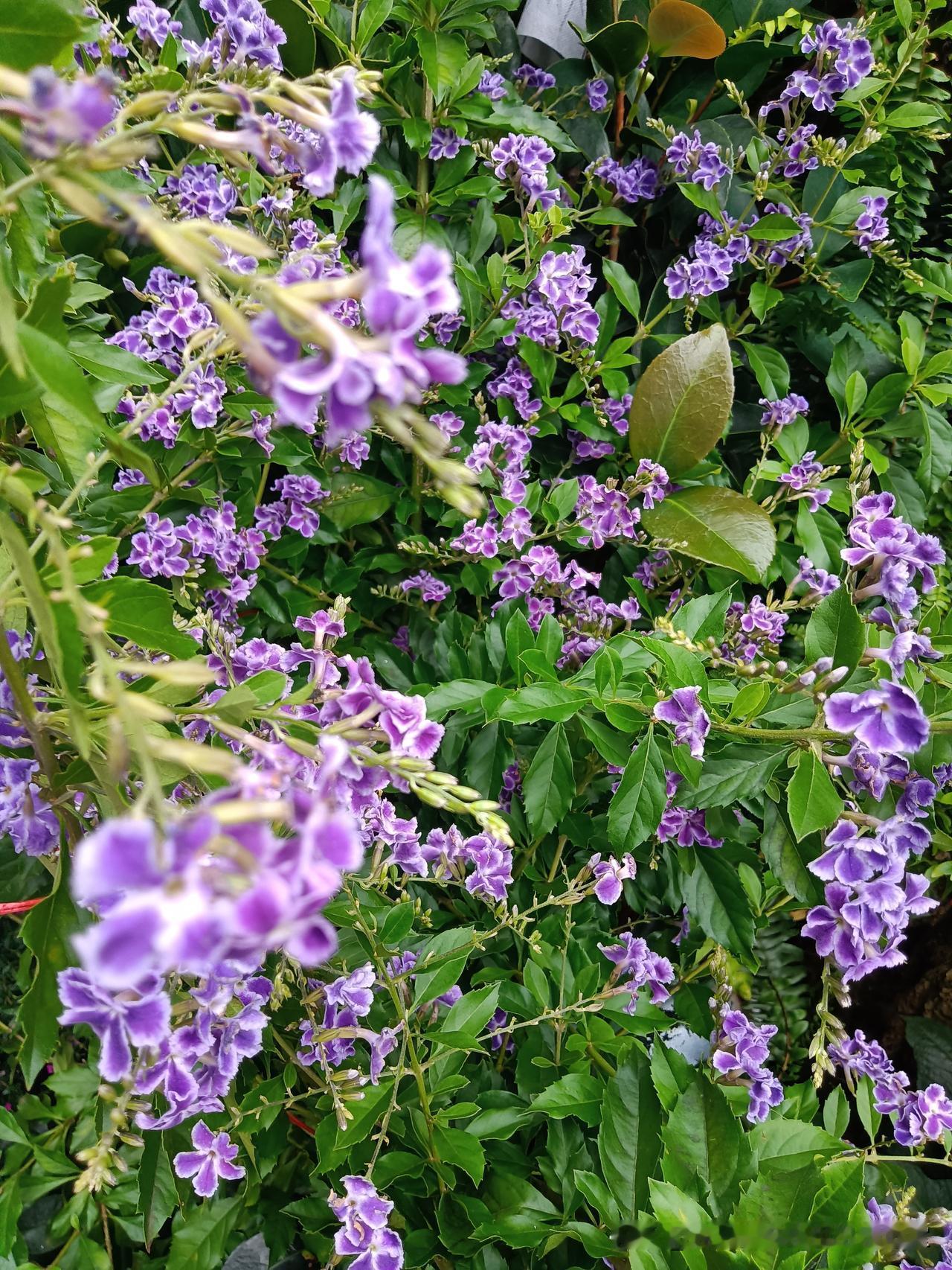 花市拍花02
