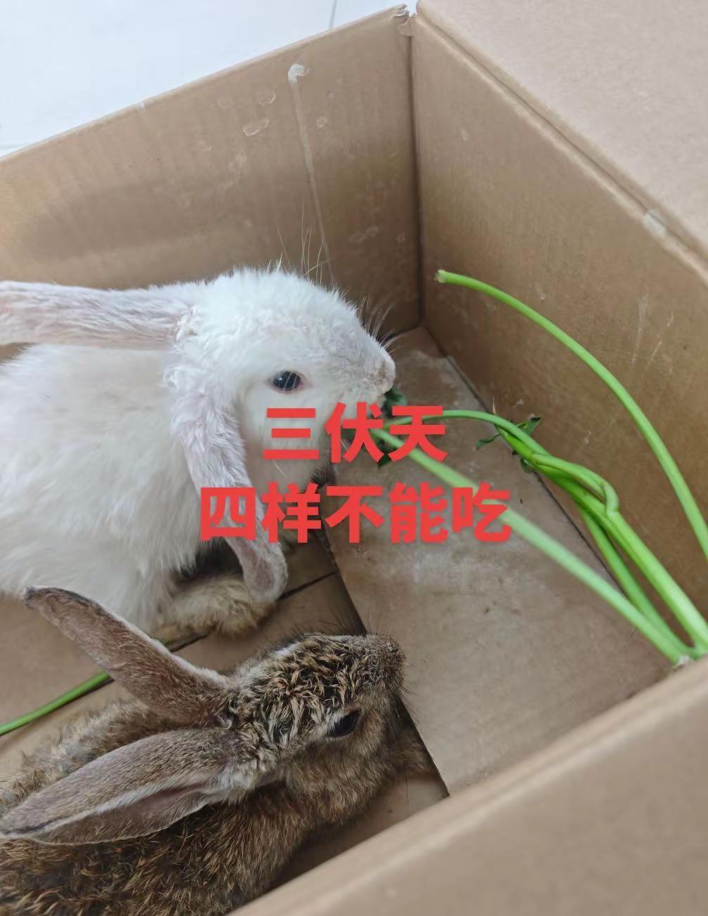 马刺依旧太过年轻，关键时刻出现致命失误，文班亚马绝杀未能命中。坐镇主场的马刺以1