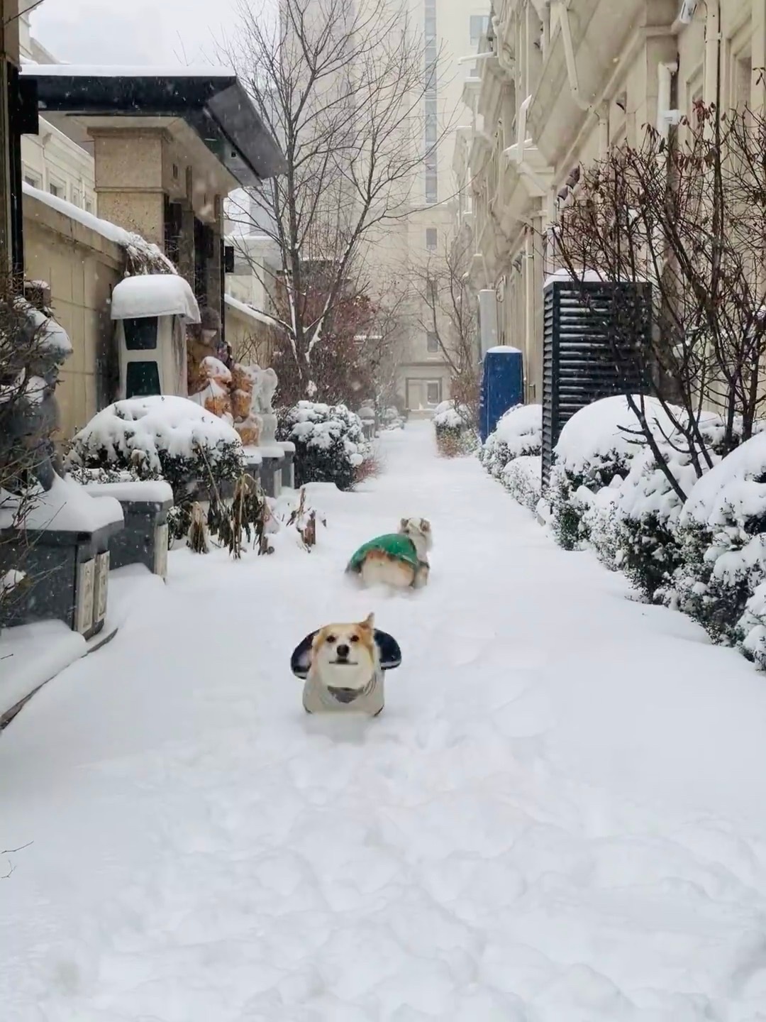 隔着屏幕都能感受到小狗玩雪的快乐❗️ 