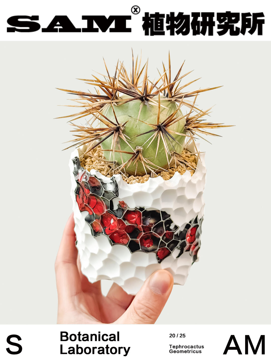 金刺习志野｜Tephrocactus Geometricus