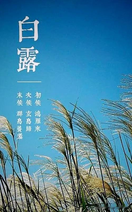 七律 白露情思
文/范光永
蛩鸣醉意乐天凉，静夜安祥赏月光。 
雁影南归寻福地，