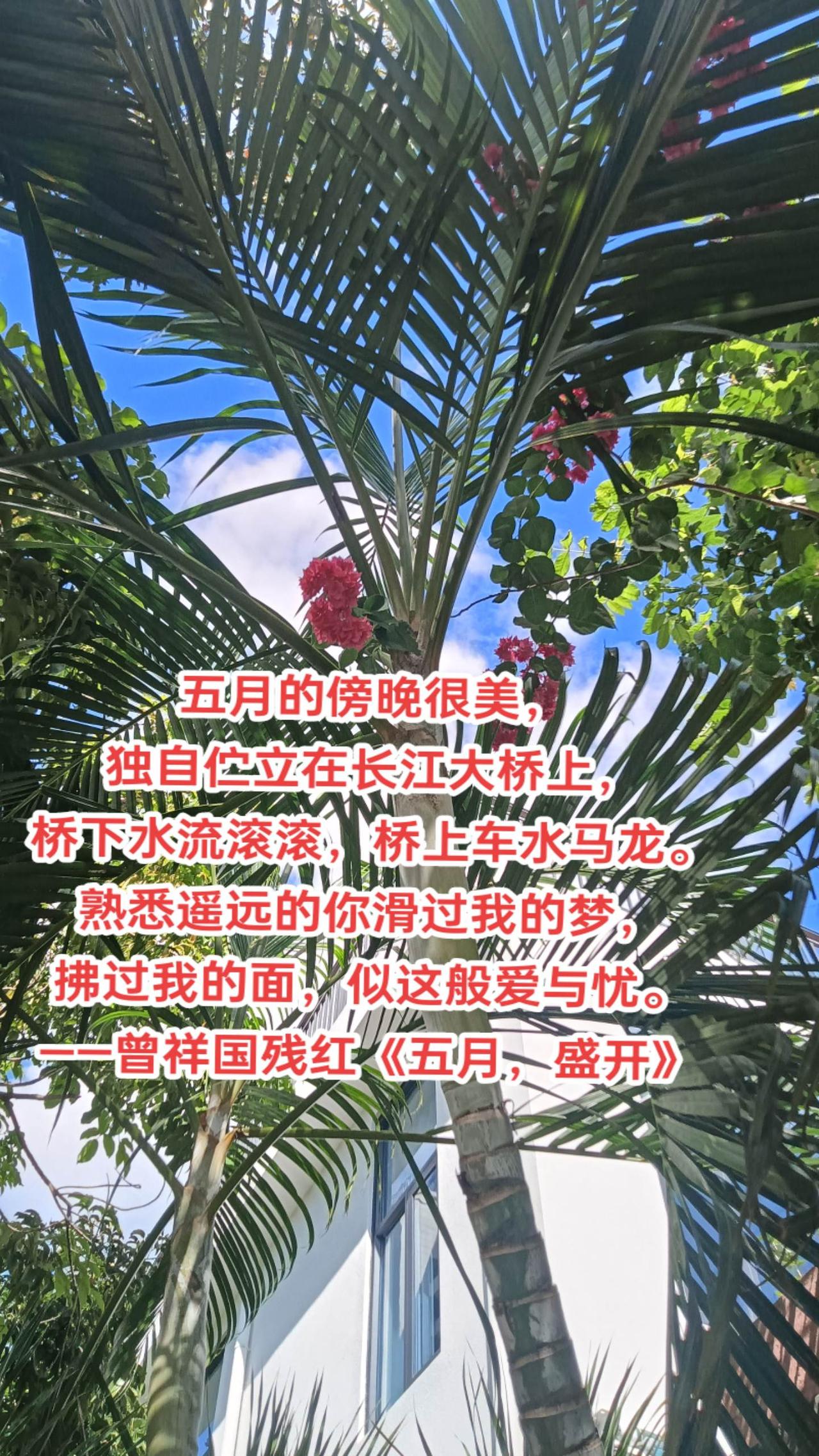 五月的傍晚很美，
独自伫立在长江大桥上，
桥下水流滚滚，桥上车水马龙。
熟悉遥远