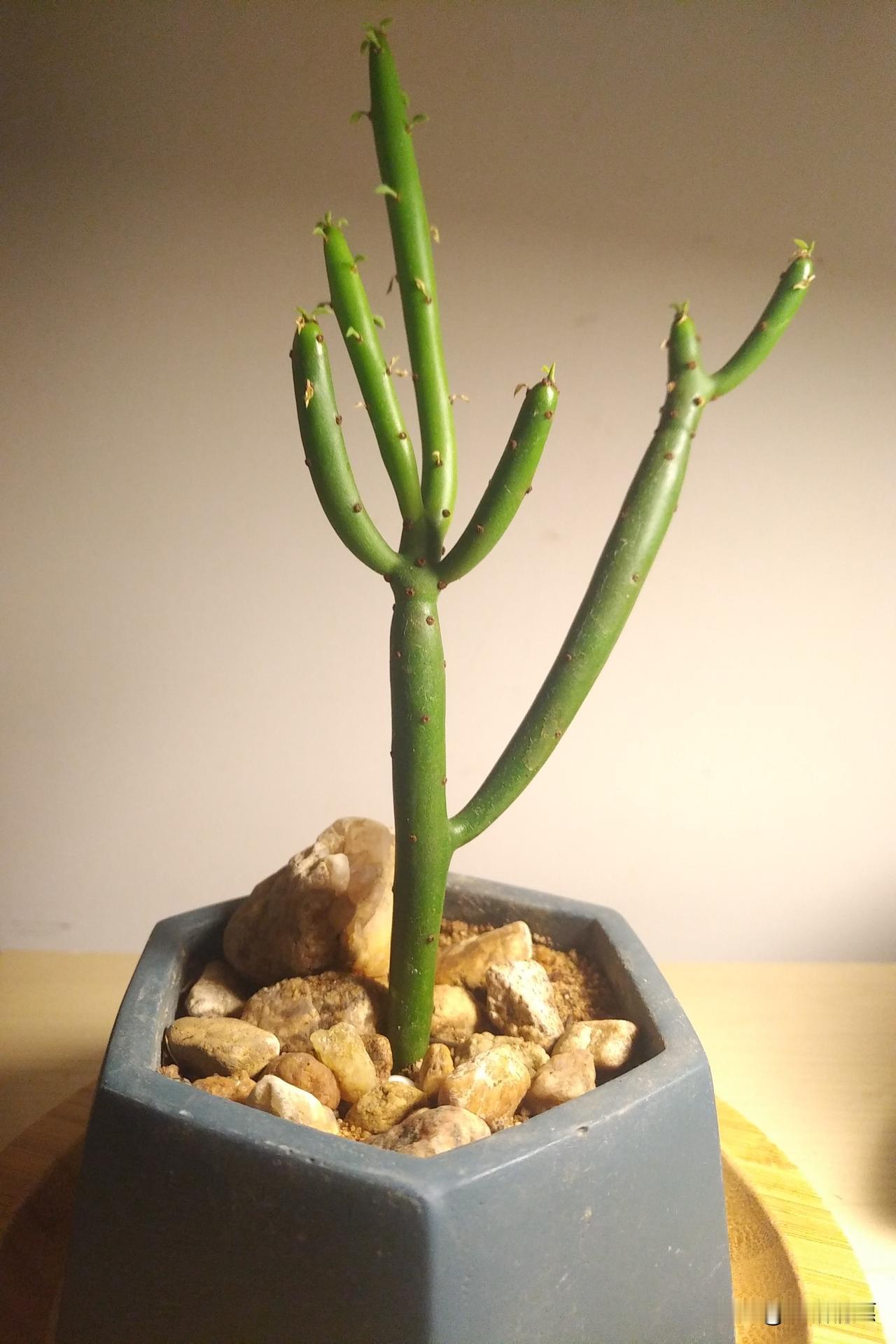 晒晒手机相册里的照片，第一张是我种的“光棍树”已经一个多月没浇水了，虽然可怜，但