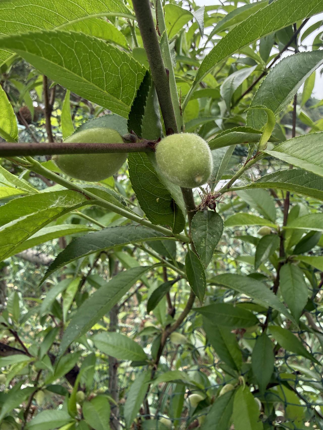 【小对联】
上：……？
下：晨光。